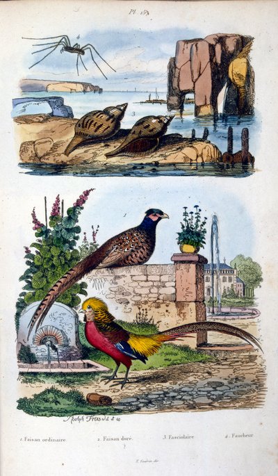 Botanické a zoologické ilustrace F. E. Guerin. Z Dictionnaire pittoresque d