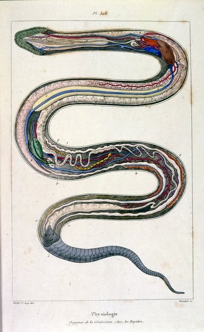 Botanické a zoologické ilustrace F. E. Guerin. Z Dictionnaire pittoresque d