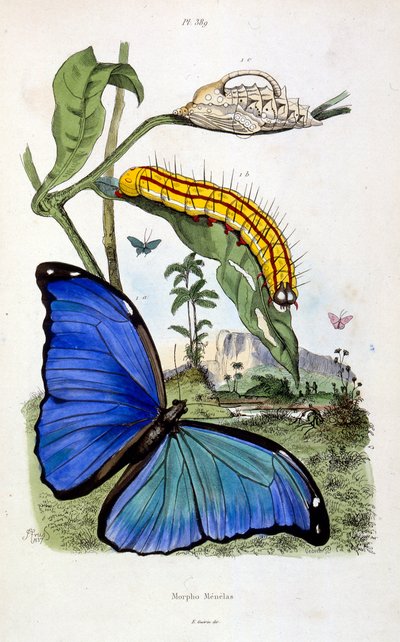 Botanické a zoologické ilustrace F. E. Guerin. Z Dictionnaire pittoresque d
