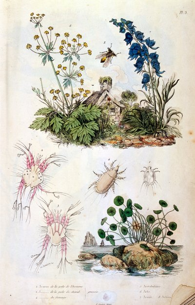 Botanické a zoologické ilustrace F. E. Guerin. Z Dictionnaire pittoresque d
