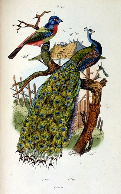 Botanické a zoologické ilustrace F. E. Guerin. Z Dictionnaire pittoresque d