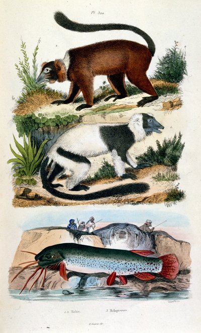 Botanické a zoologické ilustrace F. E. Guerin. Z Dictionnaire pittoresque d