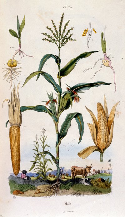 Botanické a zoologické ilustrace F. E. Guerin. Z Dictionnaire pittoresque d