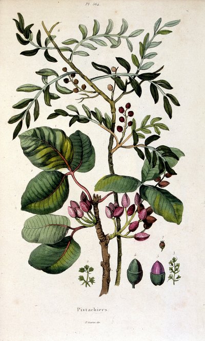 Botanická ilustrace F. E. Guerin. Z Dictionnaire pittoresque d