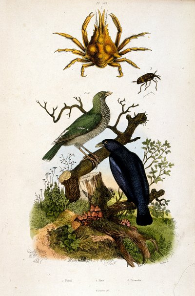 Botanická ilustrace F. E. Guerin. Z Dictionnaire pittoresque d