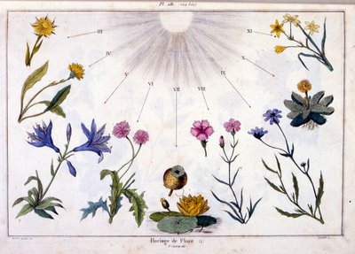 Botanická ilustrace F. E. Guerin. Z Dictionnaire pittoresque d