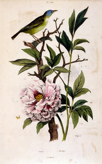 Botanická ilustrace F. E. Guerin. Z Dictionnaire pittoresque d