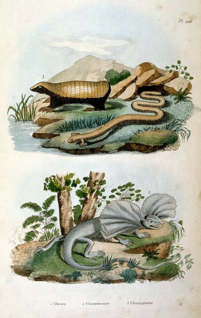 Chlamyphoridae je čeleď cingulovitých savců. Zatímco glyptodonti jsou tradičně považováni za kmenovou skupinu pásovců mimo skupinu, která obsahuje moderní pásovce od Felix-Edouard Guerin