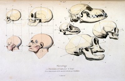 Frenologie (anatomická), ilustrace F. E. Guerin. Z Dictionnaire pittoresque d