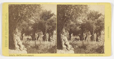 Der Garten der Oliven, Jerusalem, Nr. 576 aus der Serie "Ansichten von Palästina" od Félix Bonfils