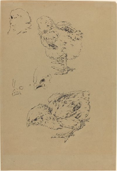 Kuřátka od Felix Bracquemond