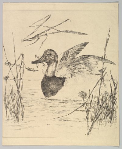 Kachna, 1850-1914. od Felix Bracquemond
