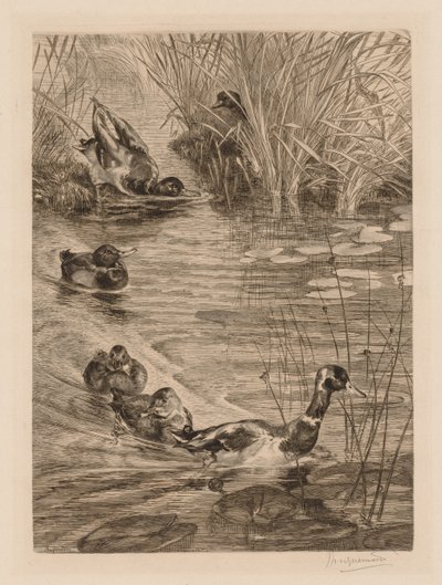 Kachny ve hře, c. 1870. od Felix Bracquemond