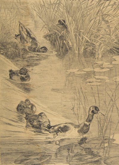 Kachní dovádění, 1850-1914. od Felix Bracquemond