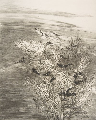 Rákos a čajka, 1882. od Felix Bracquemond