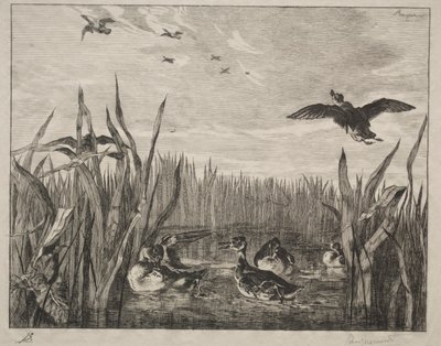 Teal, 1853. od Felix Bracquemond