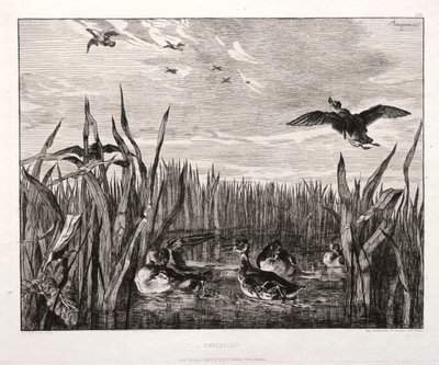 Teals od Felix Bracquemond