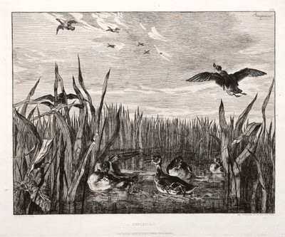 Teals, 1853 vytištěno 1864. od Felix Bracquemond
