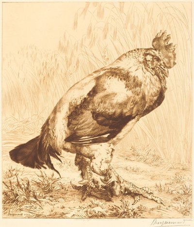 Starý kohout od Felix Bracquemond