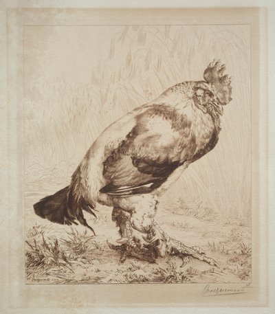 Starý kohout od Felix Bracquemond