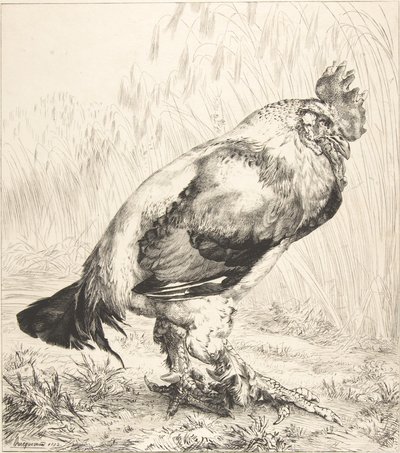 Starý kohout, 1882. od Felix Bracquemond