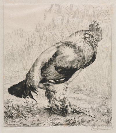 Starý kohout, 1882. od Felix Bracquemond