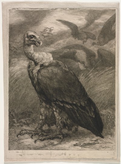 Vulture, 1904. od Felix Bracquemond