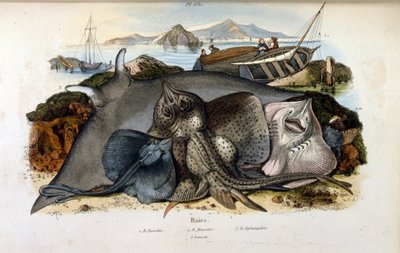 Ilustrace ryb Manta Ray. (chromolitograf z Malebného přírodopisného slovníku a přírodních jevů od Felixe-Edouarda Guerina od Felix Edouard Guerin