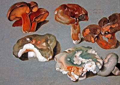 Studie hub od Ferdinand Phillip de Hamilton