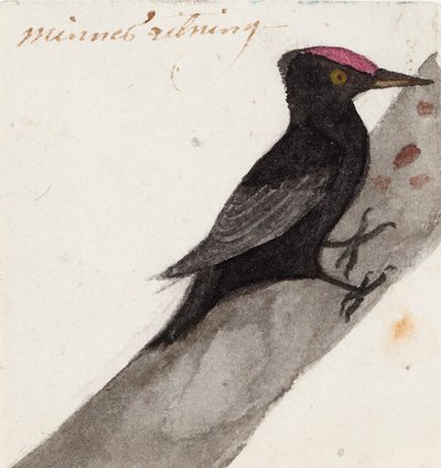 Datel černý velký od Ferdinand von Wright