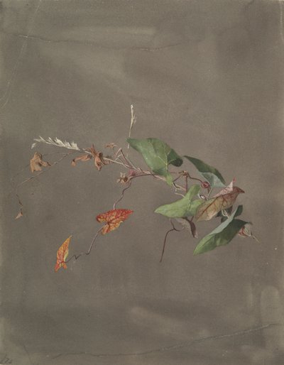 svlačec od Fidelia Bridges