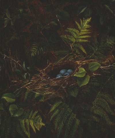 Ptačí hnízdo a kapradiny, 1863. od Fidelia Bridges