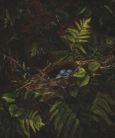 Ptačí hnízdo a kapradiny, 1863 od Fidelia Bridges