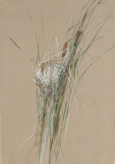 Ptačí hnízdo v Cattails, ca. 1875. od Fidelia Bridges
