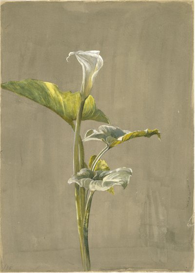Calla Lily, 1875 (wc na papíře) od Fidelia Bridges
