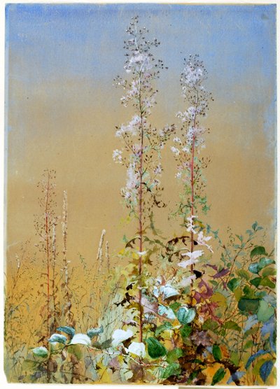 Bez názvu, ca. 1876. od Fidelia Bridges