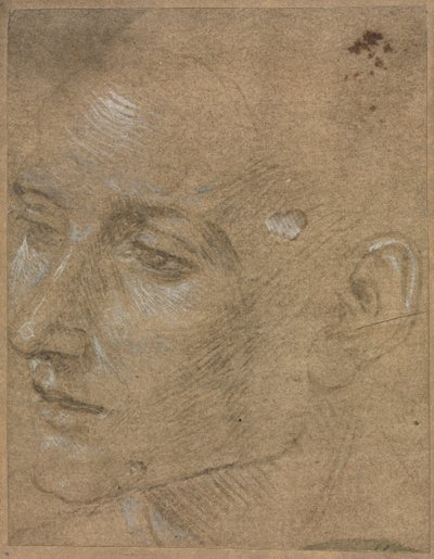 Hlava mladého muže od Filippino Lippi