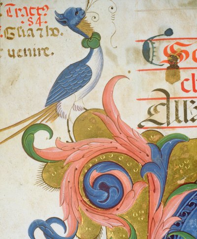 Misál 515 f.28v Fantastický pták s lidskou hlavou stojící na rohu historické iniciály, detail ze sborové knihy provedené před rokem 1449 detail pergamenu 56724 od Filippo di Matteo Torelli