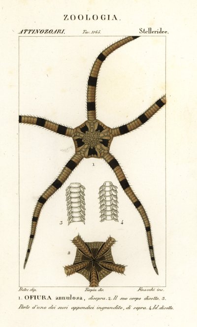 Křehký hvězdicový ostnokožec, Ophiomastix annulosa, Ophiura annulosa od Finocchi Finocchi