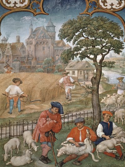 Fol.7v Měsíc červenec: Sklizeň a stříhání ovcí, z Breviarium Grimani, kolem roku 1515 od Flemish School