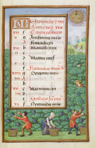 Ms 1058-1975 f9r Gathering Grapes, osvětlená stránka kalendáře na září, z Knihy hodin, cca 1500 od Flemish School