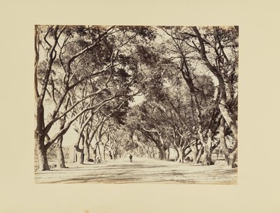Káhira, Allée de Choubra od Félix Bonfils
