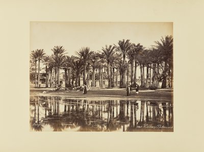 Káhira, palmy od Félix Bonfils