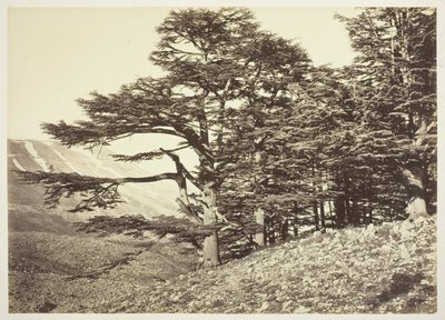 Libanonské cedry od Félix Bonfils