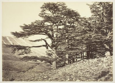 Cedry z Libanonu, c. 1870. od Félix Bonfils