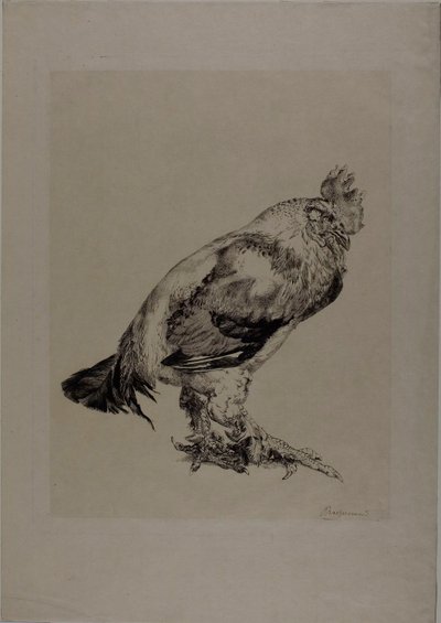 Starý kohout od Félix Henri Bracquemond