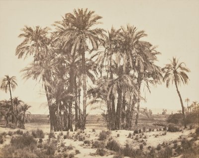[Háj datlových palem při pohledu z bodu A, Karnak] od Félix Teynard