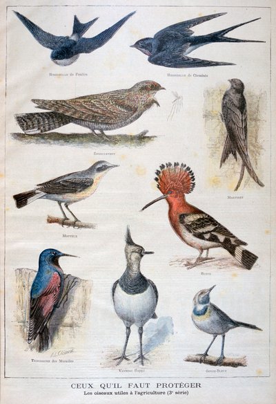 Ptáci, kteří jsou chráněni a pomáhají v zemědělství, 1897 od Fortuné Méaulle