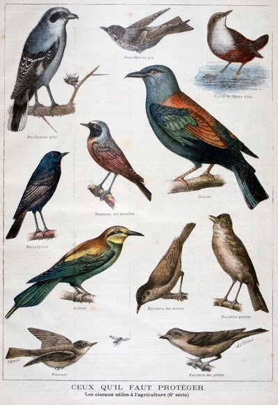 Ptáci, kteří jsou chráněni a pomáhají v zemědělství, 1897 od Fortuné Méaulle