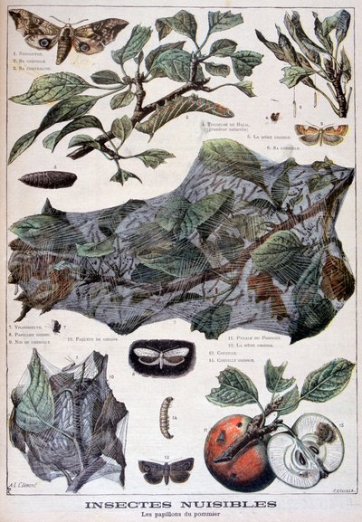 Škodlivý hmyz: můry, které poškozují jabloně, 1897 od Fortuné Méaulle